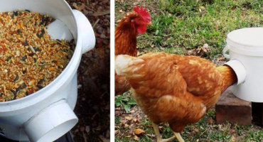 Jak si vyrobit krmítko pro kuře sami?